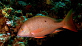   MAHOGONY SNAPPER GRAND CAYMAN  